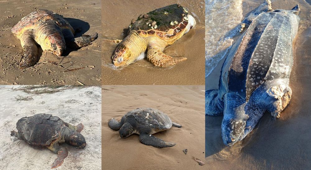 Encontraron tortugas muertas en costas uruguayas