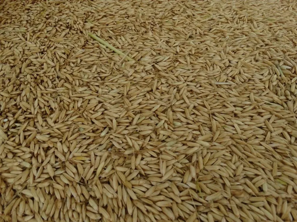 Resta comercializar el 30% del arroz de la última campaña