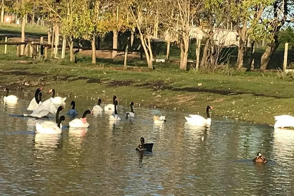 Cisnes de cuello negro del Ecoparque Talice