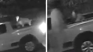 Abandonaron a un perro en Maldonado: el responsable quedó registrado en video y el INBA investiga el caso