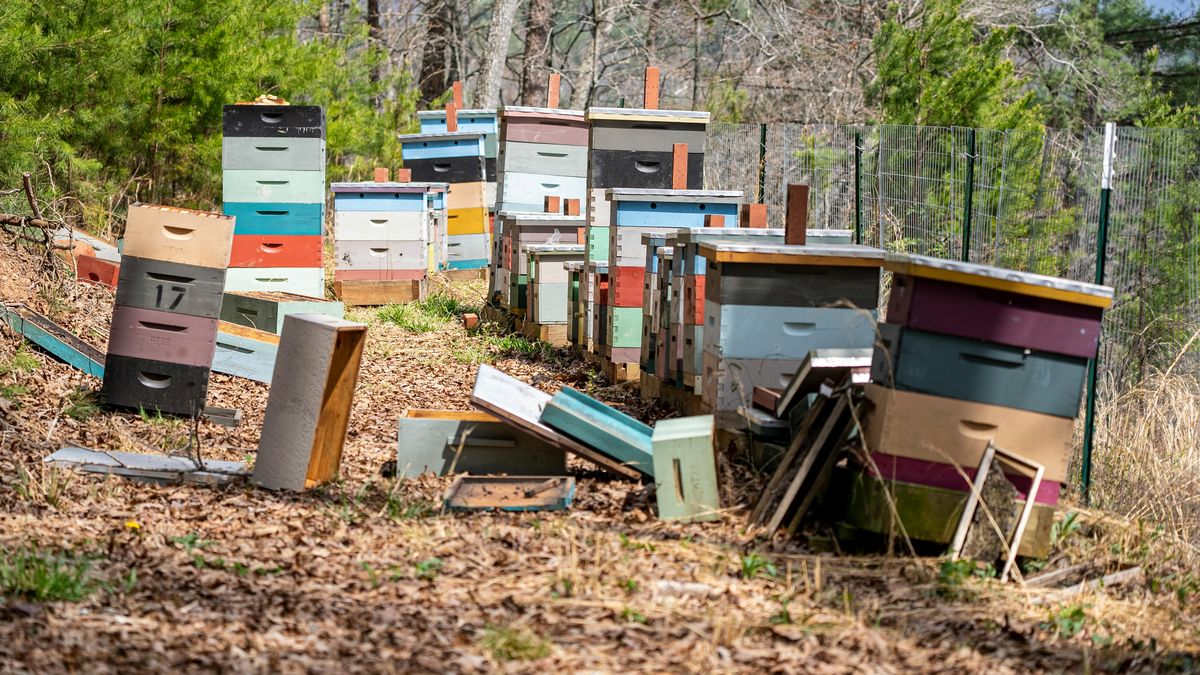 El MGAP informó qué hizo desde que trascendieron episodios de muertes de abejas divulgados por los apicultores