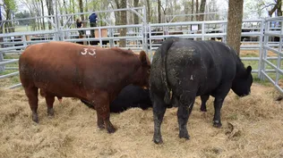 Toros de El Yunque, que MegaAgro rematará este año el martes 4 de octubre, en la cabaña.