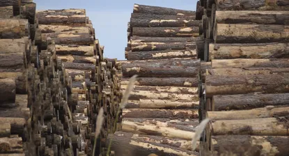 La madera de pino es provista por varios productores del sector forestal