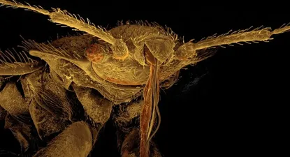 Puede ser difícil distinguir las picaduras de chinches de otras picaduras de insectos o de erupciones cutáneas