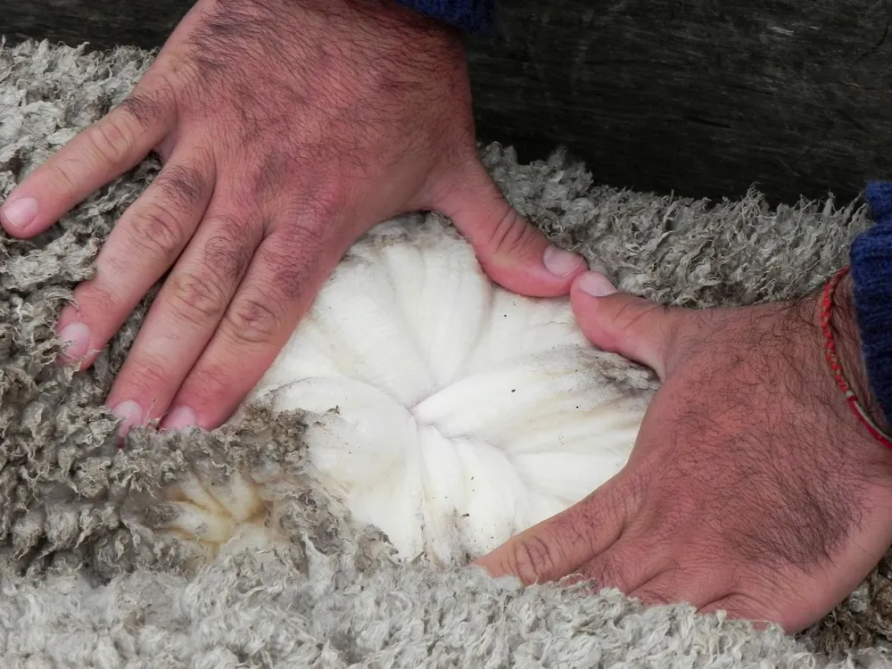 Respecto a fines de la zafra pasada las lanas finas fueron las que más subieron sus valores.