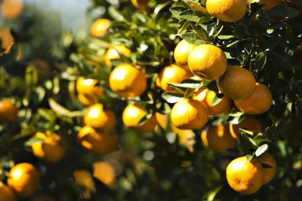 Se espera este año una producción mayor de fruta cítrica