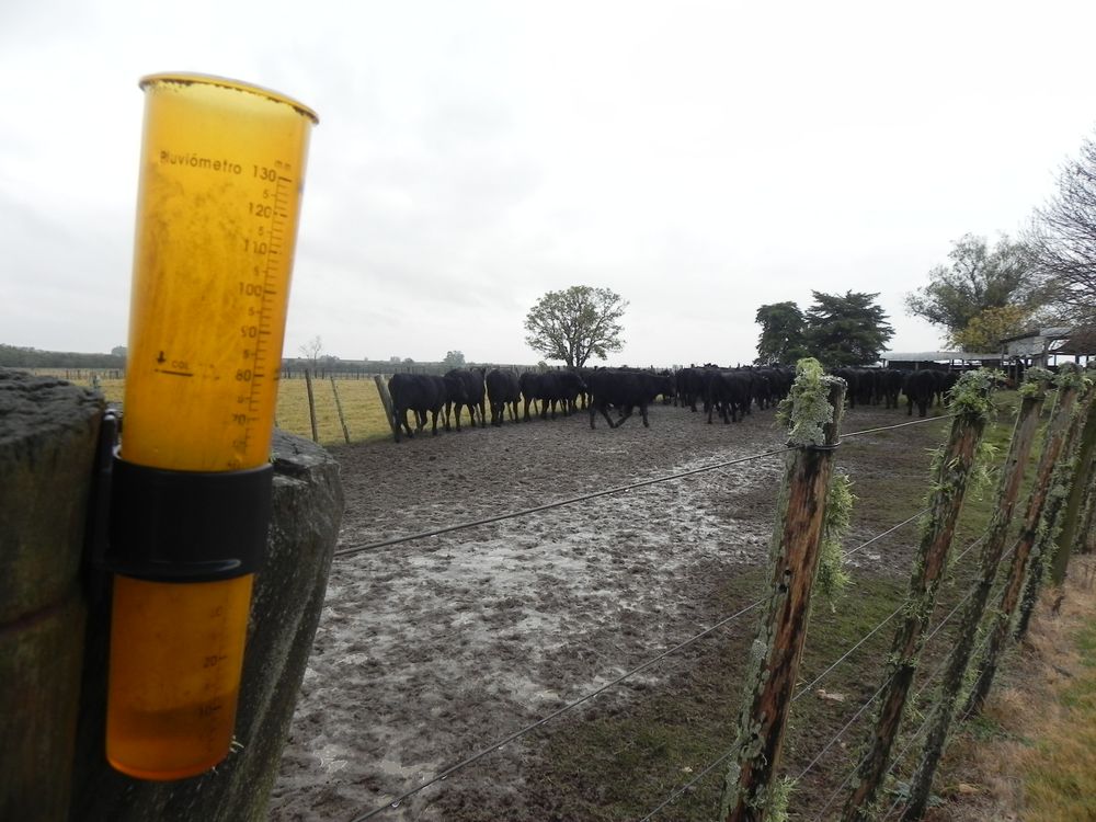 Agroindustria cárnica: lluvias intensas en los campos afectan a toda la cadena productiva.