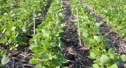 El campo argentino en alerta ante un probable retorno del peronismo kirchnerista