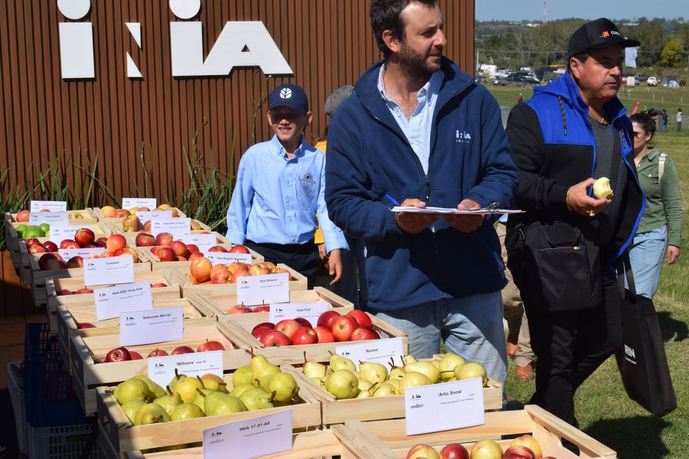 INIA: degustaciones de nuevas variedades de frutas.