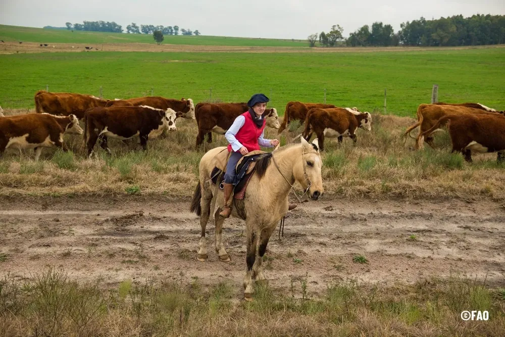 Producción ganadera en predios del proyecto Ganadería y Clima.