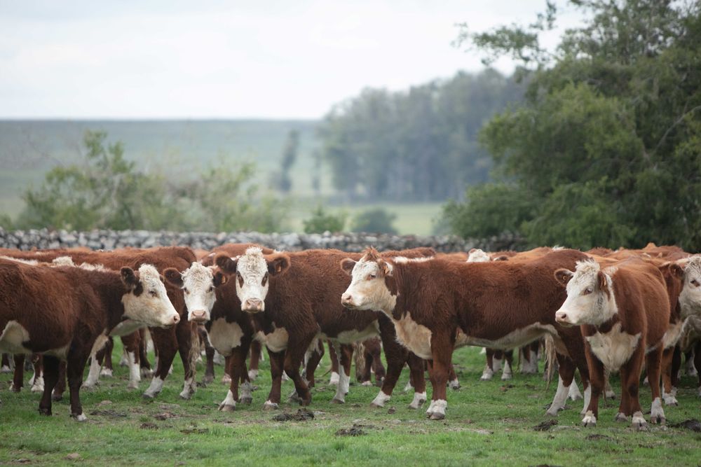 Mercado ganadero en momentos en los que la industria procura que los precios se ajusten.