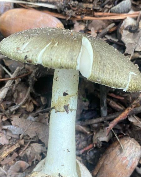 Hongo&nbsp;Amanita phalloides