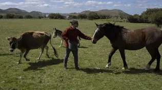 Juan Pablo Pío en el predio en Pan de Azúcar junto a uno de los caballos rescatados.
