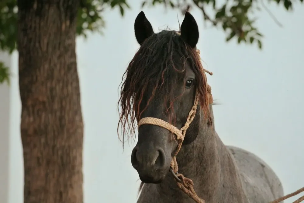 La zafra de remates de equinos comenzó de buena manera opinaron operadores del mercado.