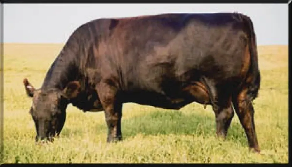 OCC, otra cabaña que cotizó sus toros a alto nivel