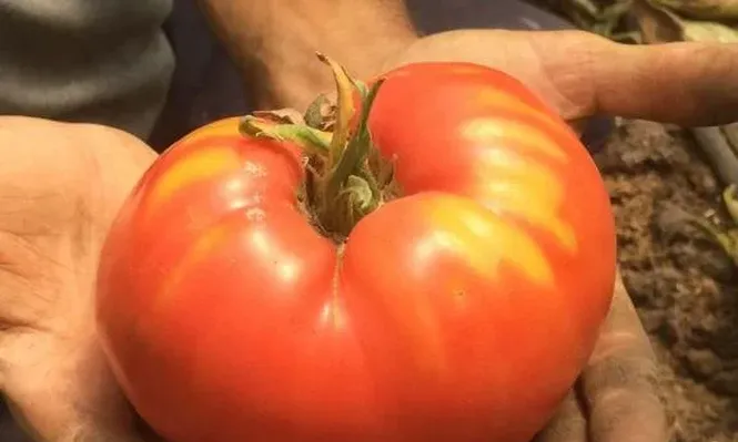 Cata de tomates antiguos en Paysandú.