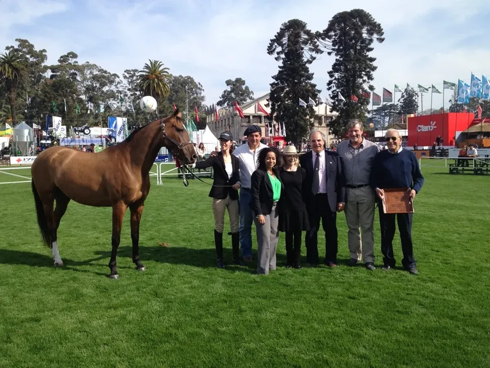La premiación del Gran Campeón Akhal Teke