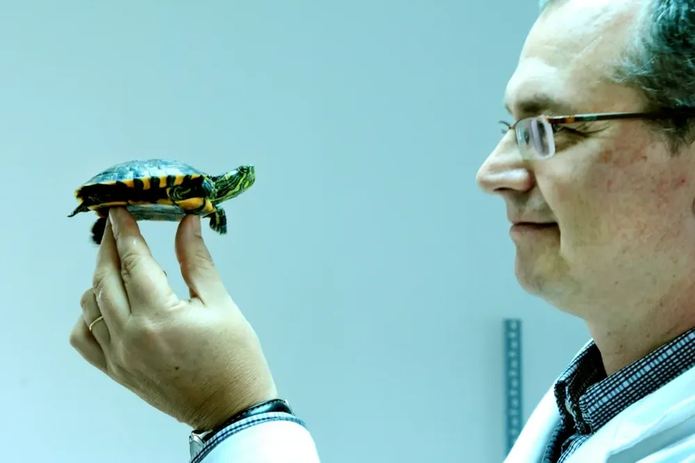 El equipo encabezado por Russo trabaja actualmente tanto con tortugas como con ratas, un acercamiento evolutivo hacia el ser humano