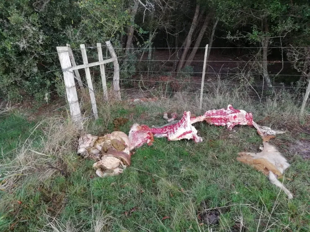 En las noches, arrinconan a las vacas con cría y las matan.