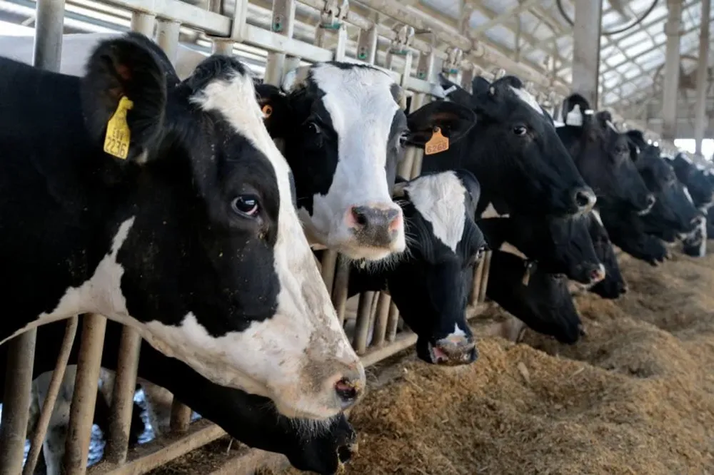 El precio de la leche al productor cayó en el último año un 25% en dólares