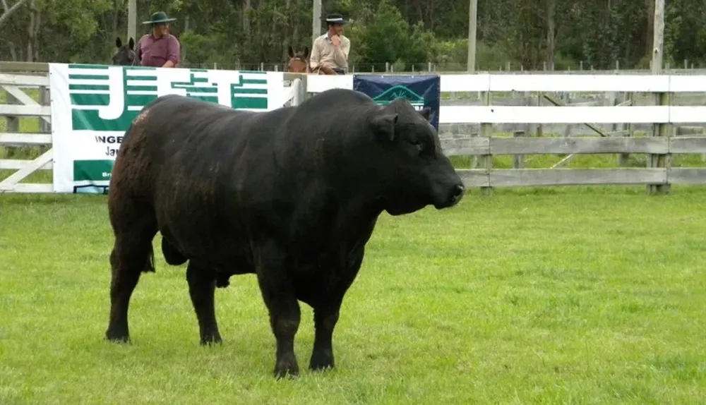 El Copa de Honor Angus, de Etchegaray Carvallido Hnos