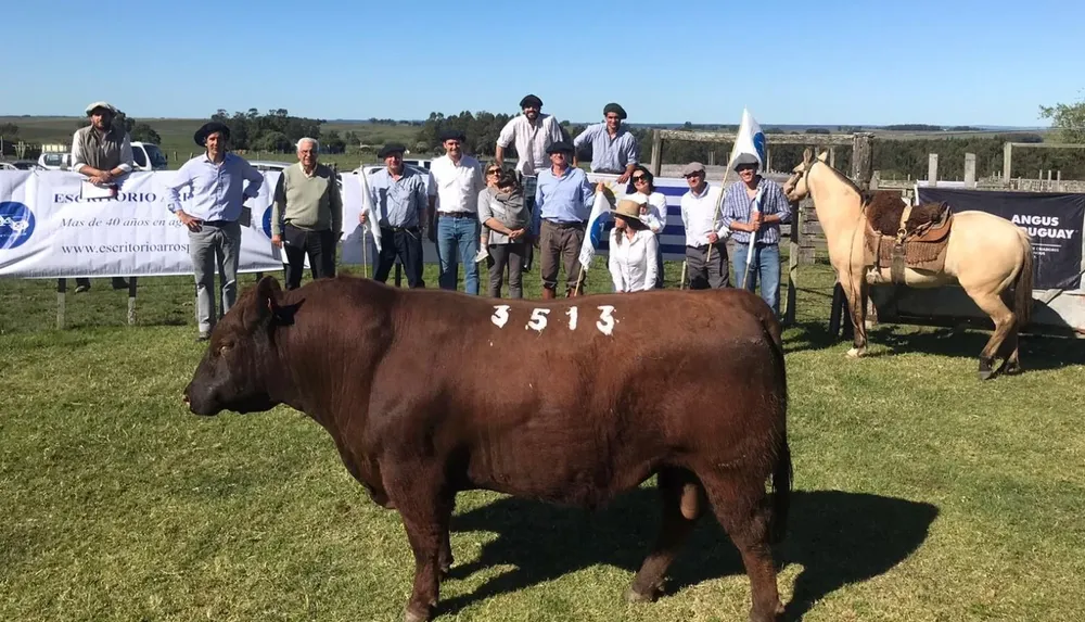 Buenas ventas de toros Angus y Hereford mochos.