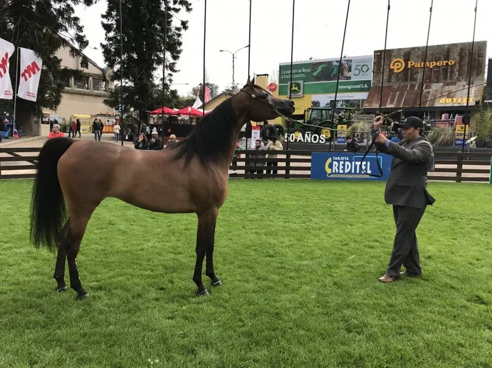 La Gran Campeona en Árabes, expuesta por Las Rosas.