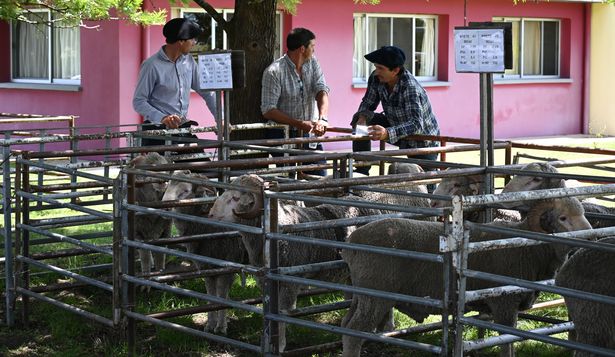 Carneros Merino Australiano fueron distribuidos a una amplia red de productores y entidades.