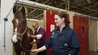Veterinaria equina.