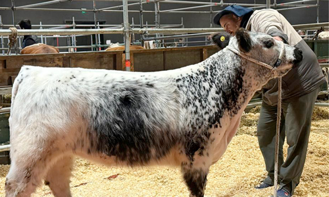 Speckle Park, la raza bovina canadiense que debutó en la Rural de Palermo con la promesa de revolucionar la ganadería argentina