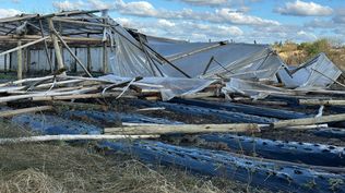 Temporal en Canelones con graves daños en sistemas productivos de granjeros.