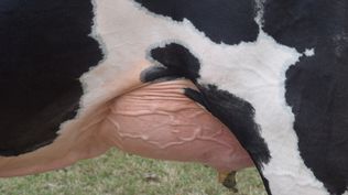Leche: más producción y llegada de materia prima a las plantas industriales.