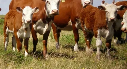 El impacto de aumentar la producción cárnica sobre la economía uruguaya, según Ceres