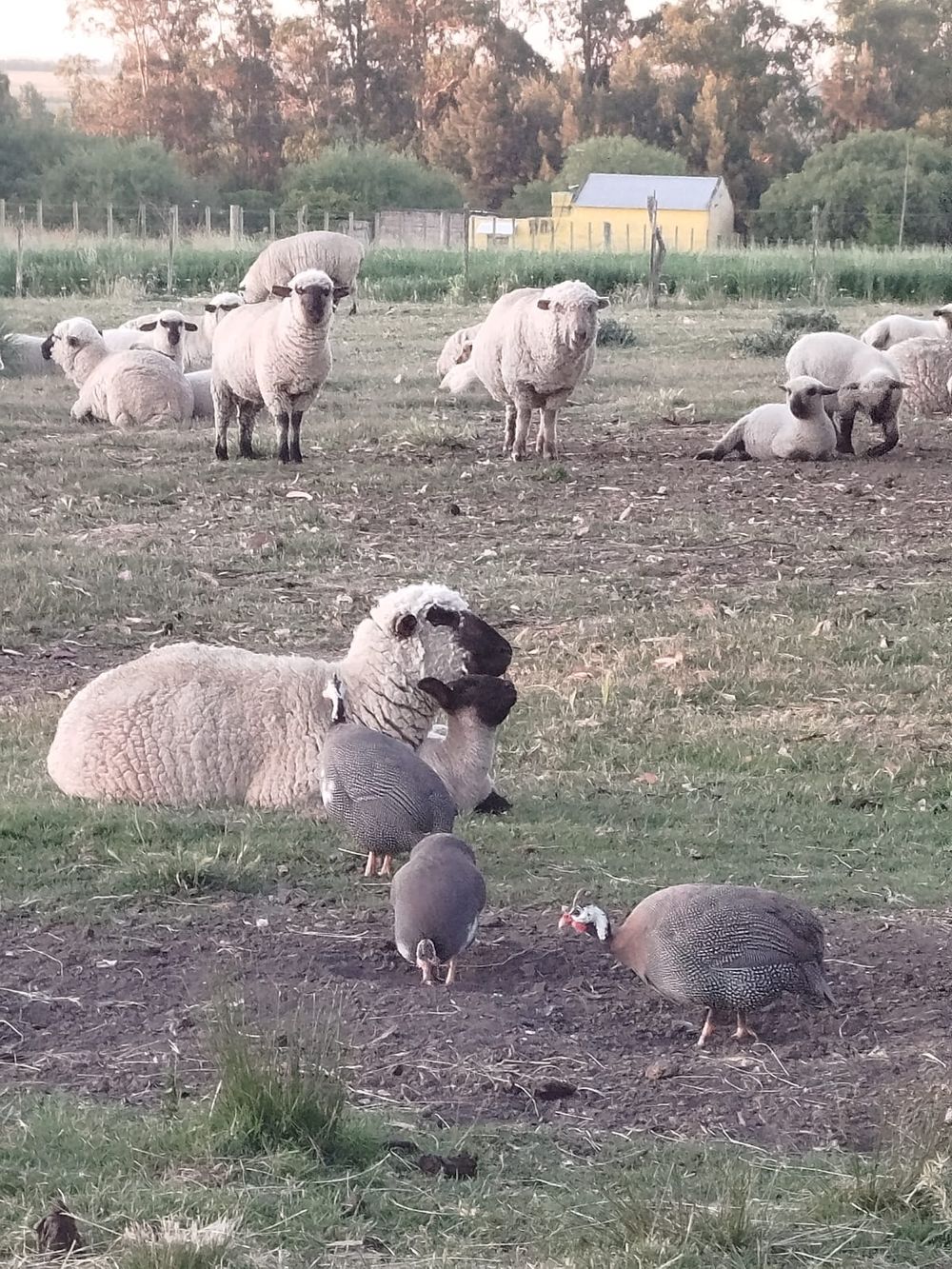 Eduardo trabaja con gen&eacute;tica ovina Caramora.