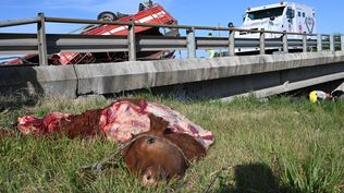 Volcó camión jaula en Ruta 9, cerca de San Pedro, y los vecinos se acercaron a faenar a los animales que murieron