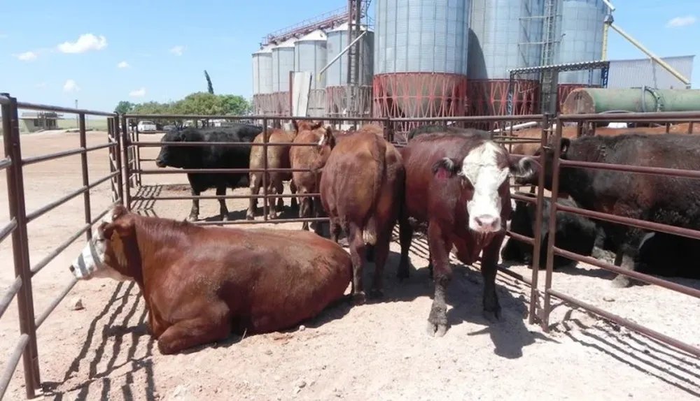 Novillos de corrales tienen nuevamente un protagonismo importante en las exportaciones de carne
