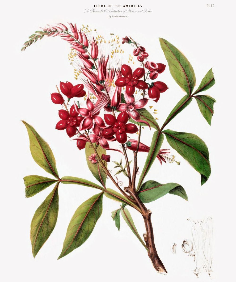 Cinchona, el remedio de Sudamérica para la enfermedad que los europeos importaron al continente.