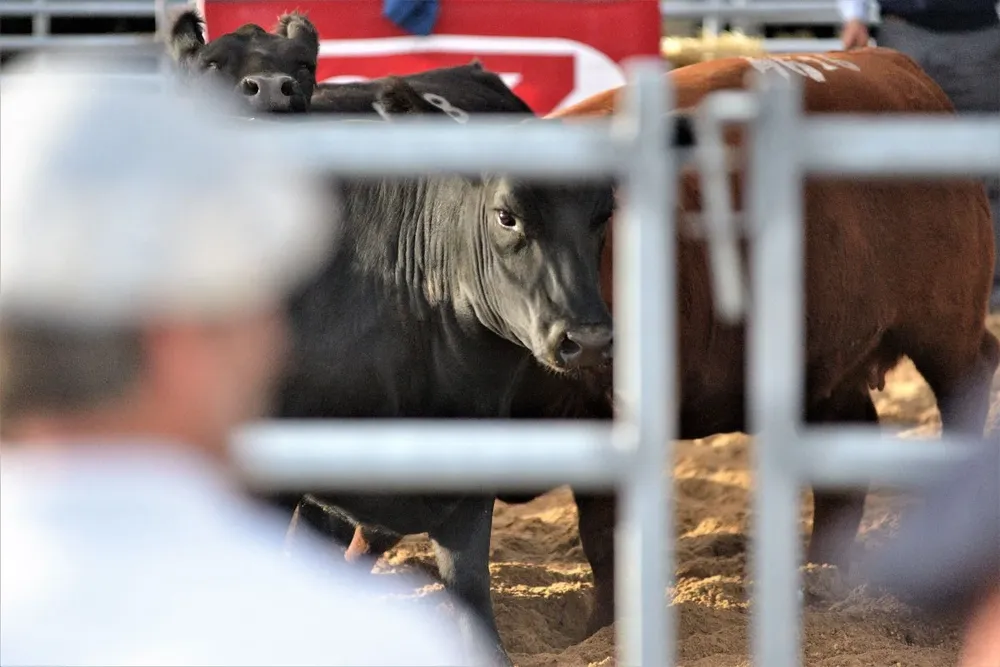Bovinos de la raza Aberdeen Angus.