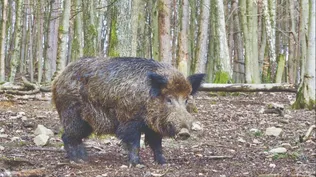 Los jabalíes son considerados una especie plaga en Uruguay. (Foto ilustrativa)