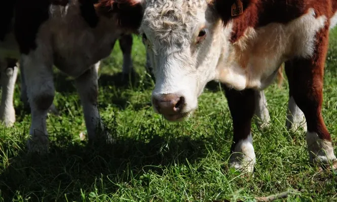 Frigoríficos pagan más si les dan más plazo
