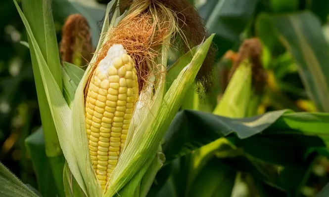 Cosecha de maíz de Argentina llegará a récord de 43 millones de toneladas