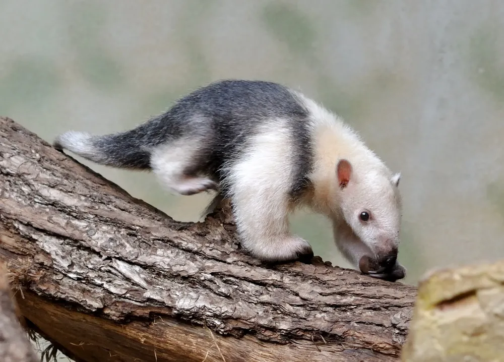El tamanduá (Tamandua tetradactyla) se creía extinto de los bosques uruguayos, pero la guía detalla que se lo ha visto recientemente
