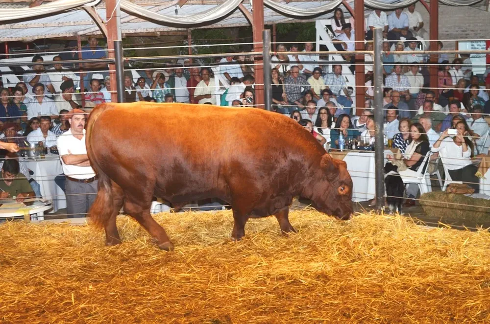 Toruk, el toro de Cambá Pytá vendido en US$ 37.200