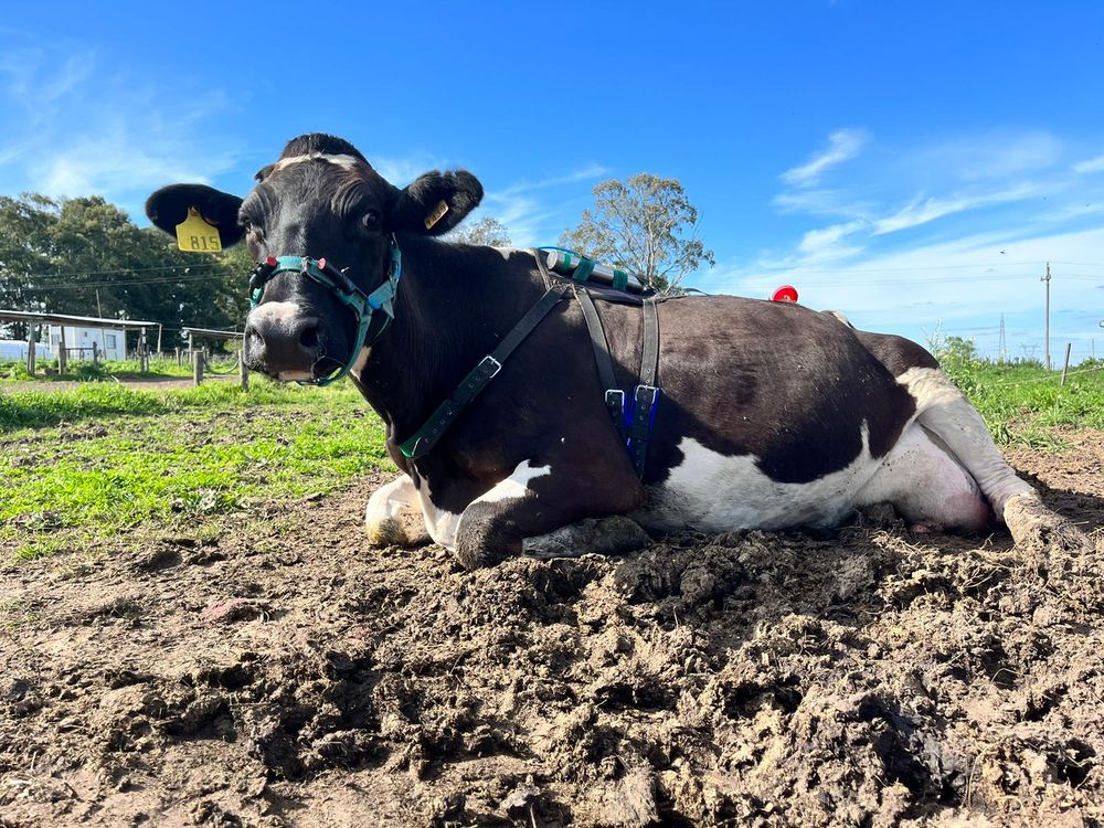 Emisiones de metano: plan innovador para su reducción fue distinguido internacionalmente.