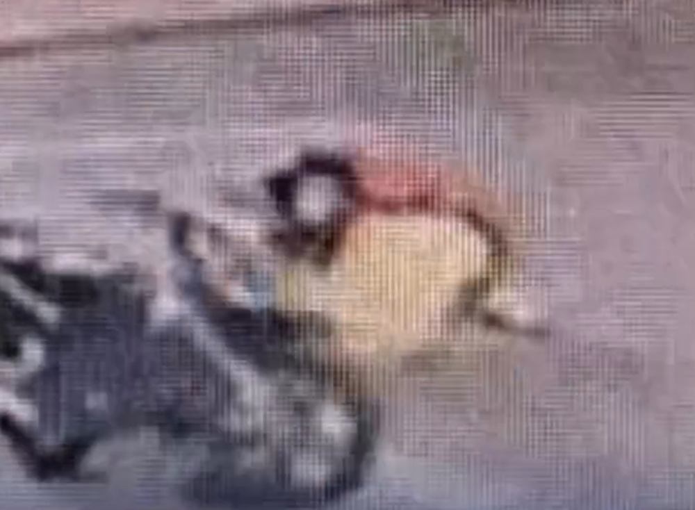 Hombre robó un zapallo de 30 kilos