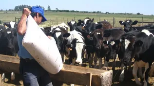 UTE ve factible que rebaja tarifaria para tambos siga hasta diciembre