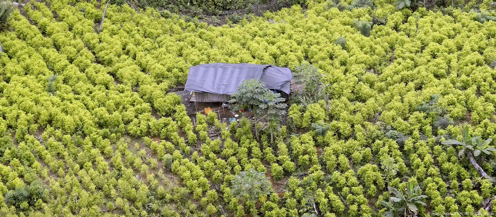 Cultivo de coca en Colombia