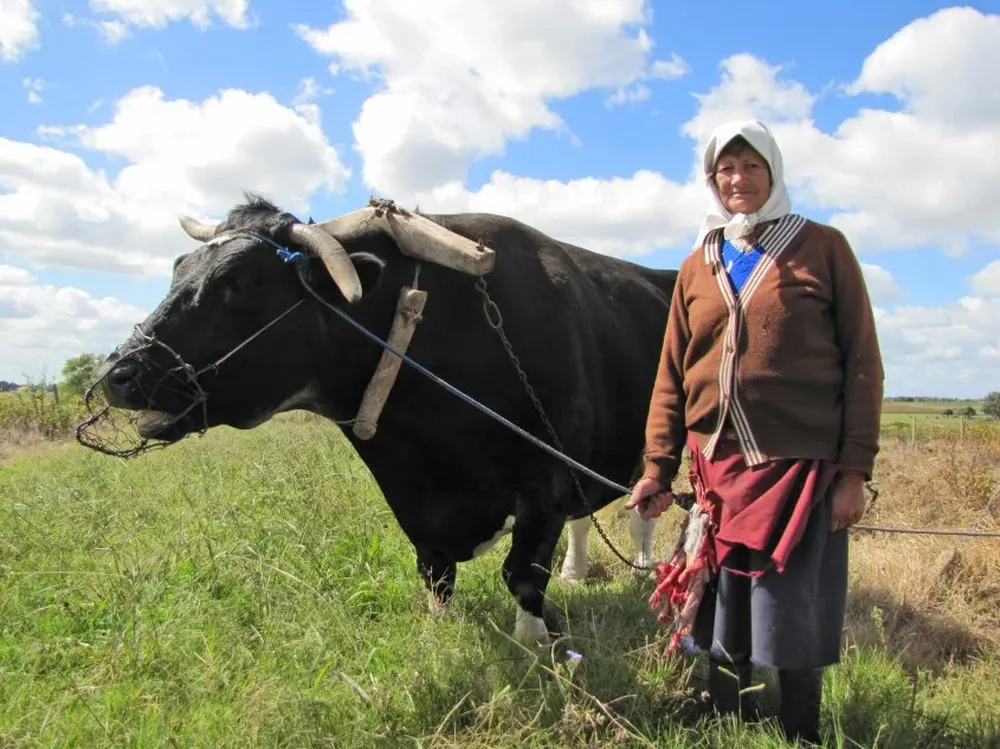 Una postal de la chacra de Canelones que perdura.