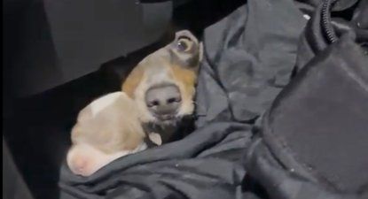 Los perros salchicha escondidos dentro delauto.&nbsp;