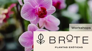 Workshops en Brote - Noviembre